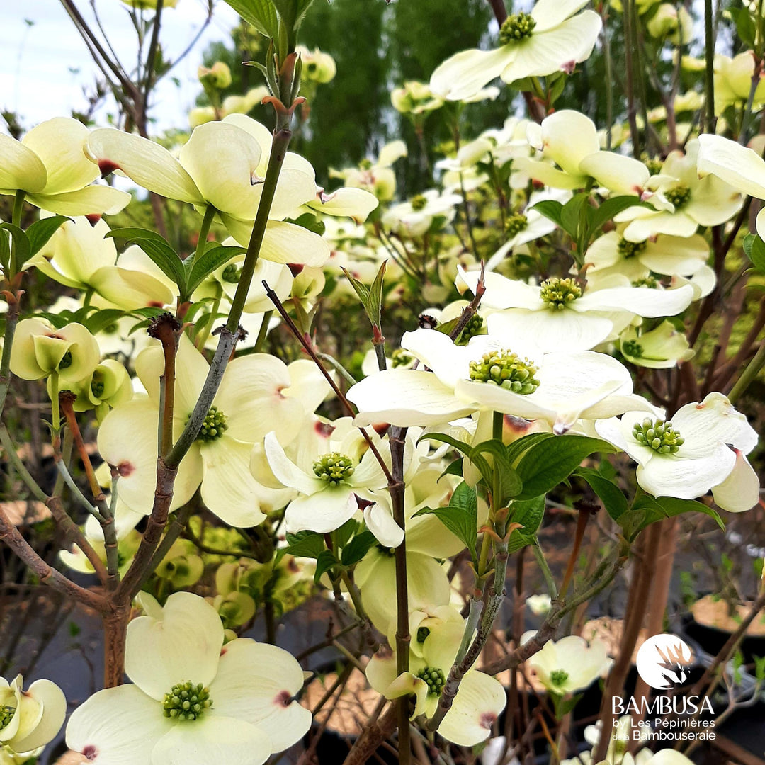 Cornus florida &