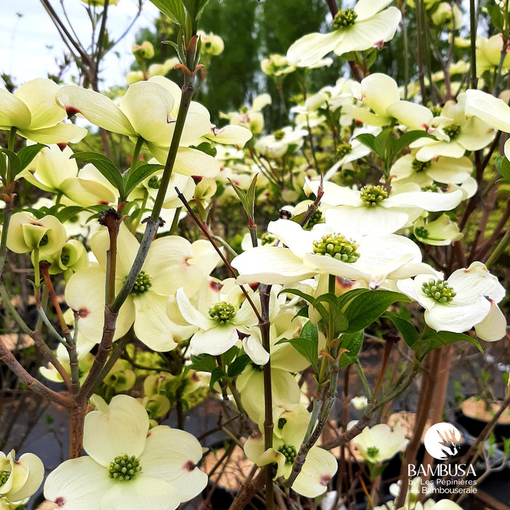 Cornus florida &