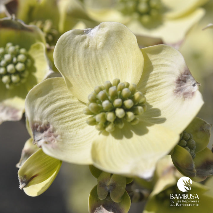 Cornus florida &