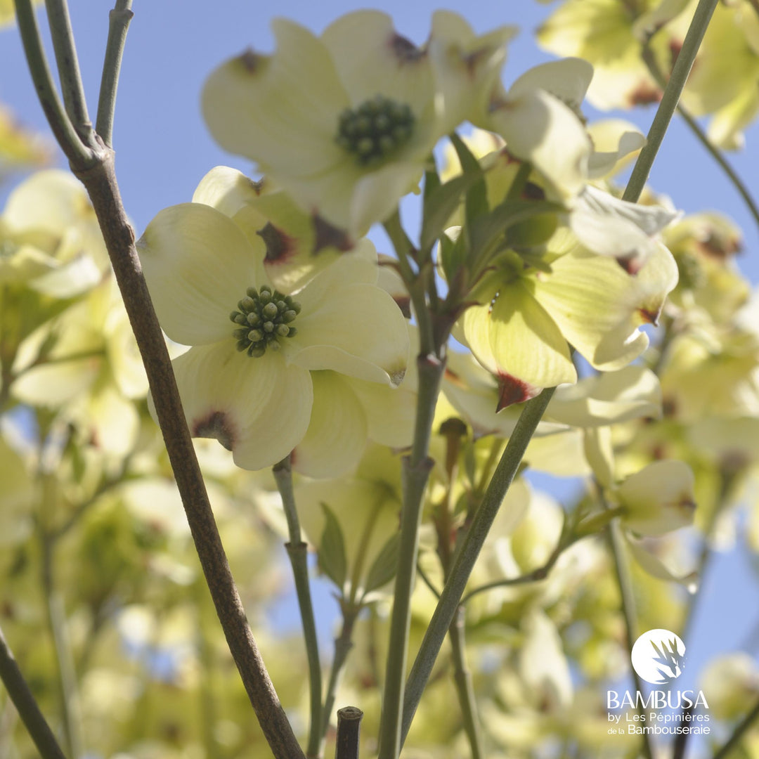 Cornus florida &