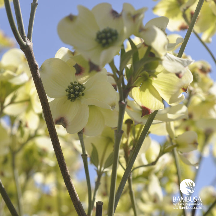 Cornus florida &