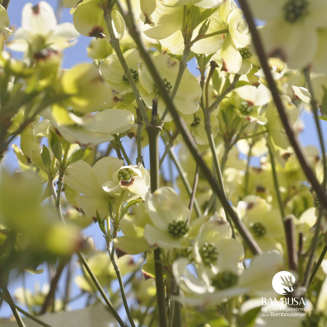Cornus florida &