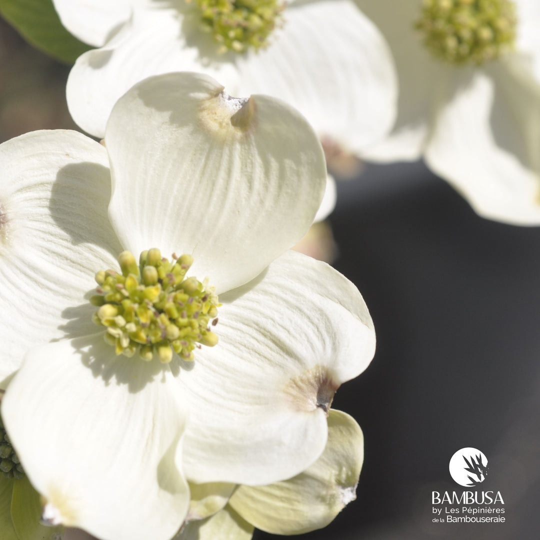 Cornus florida &