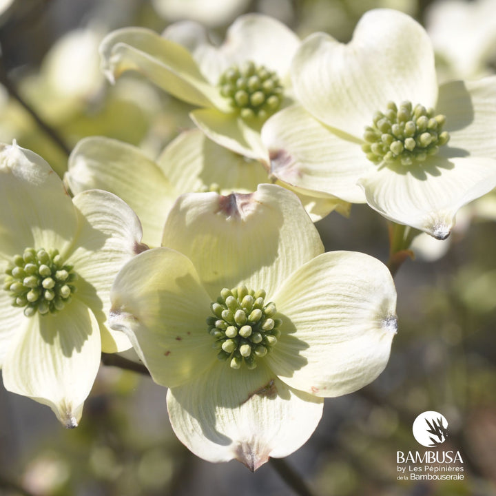 Cornus florida &