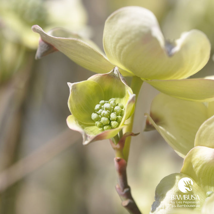 Cornus florida &