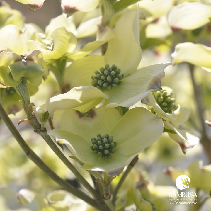 Cornus florida &