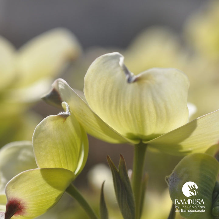 Cornus florida &