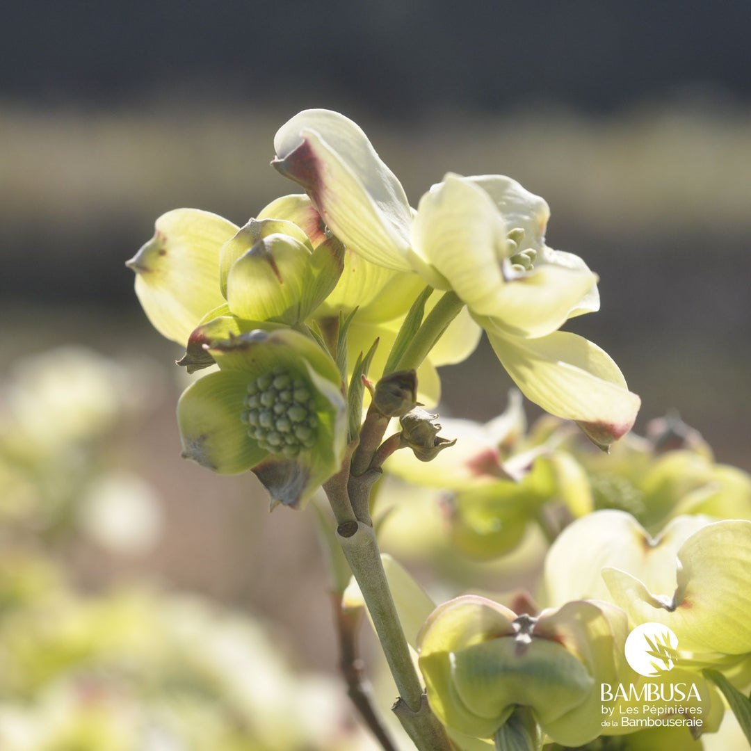 Cornus florida &