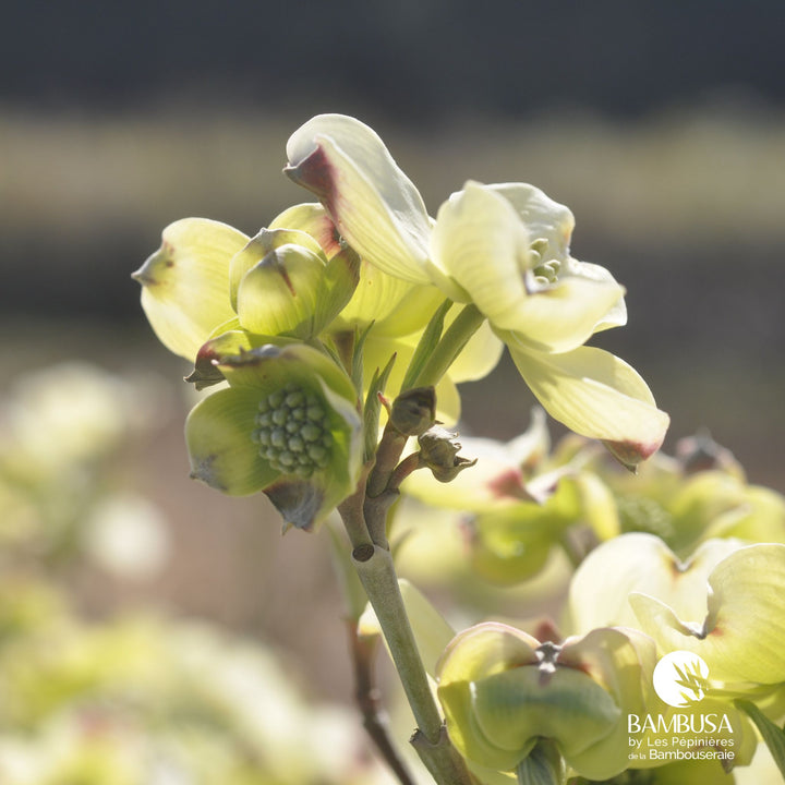 Cornus florida &