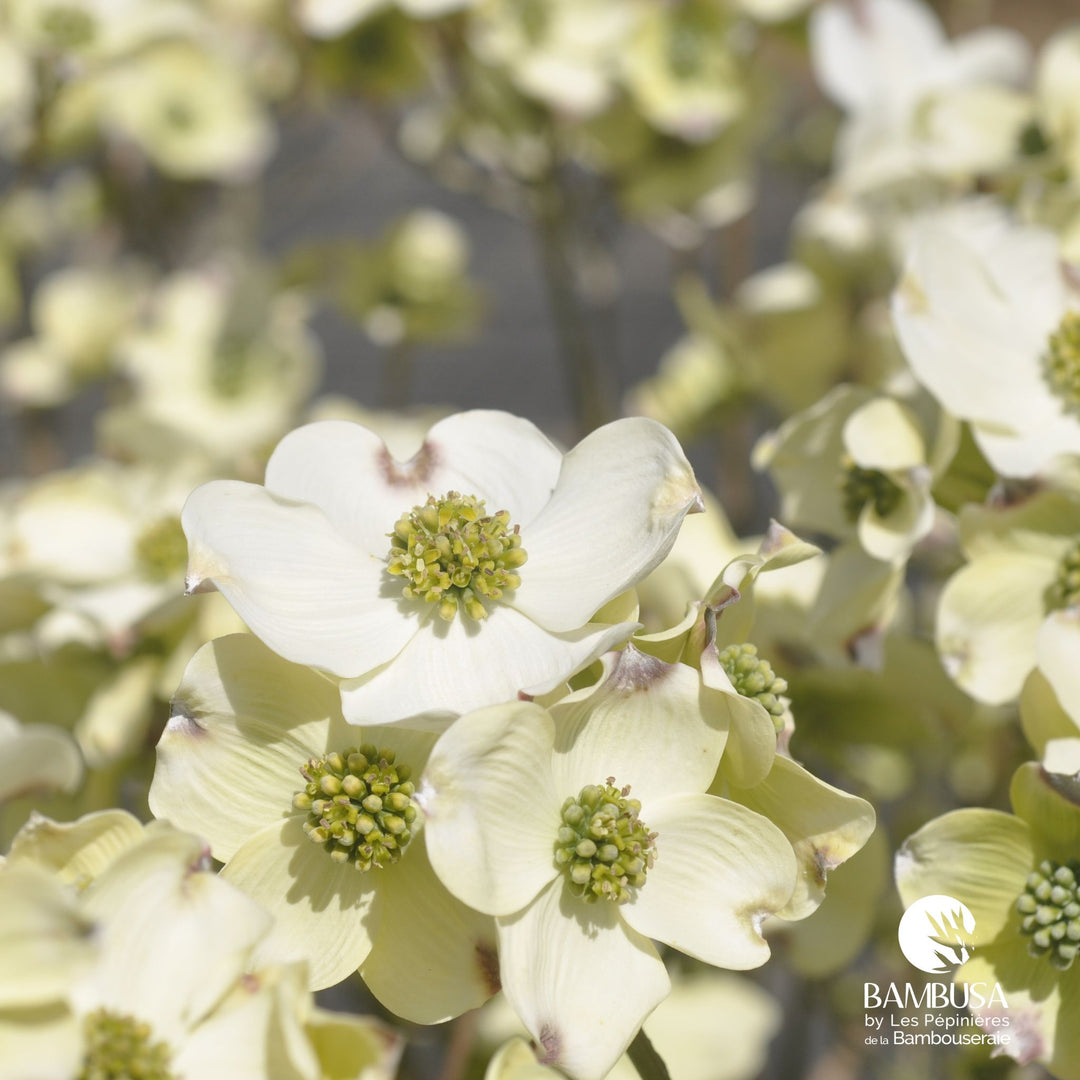 Cornus florida &