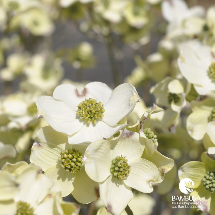 Cornus florida &