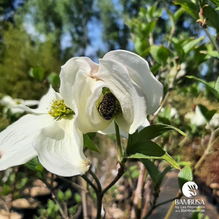 Cornus florida &