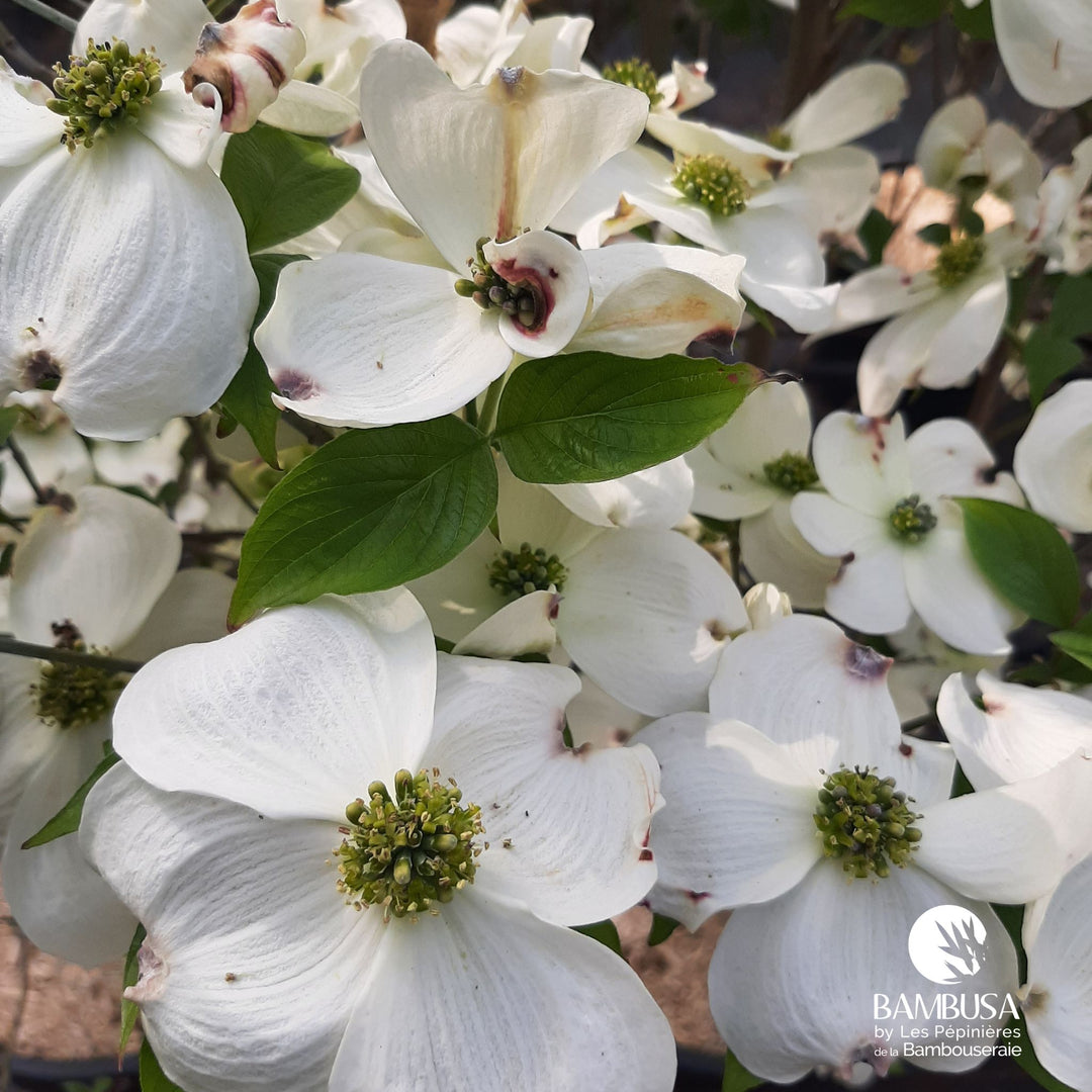 Cornus florida 'Cherokee Princess' — pépinière Bambusa — photo 14