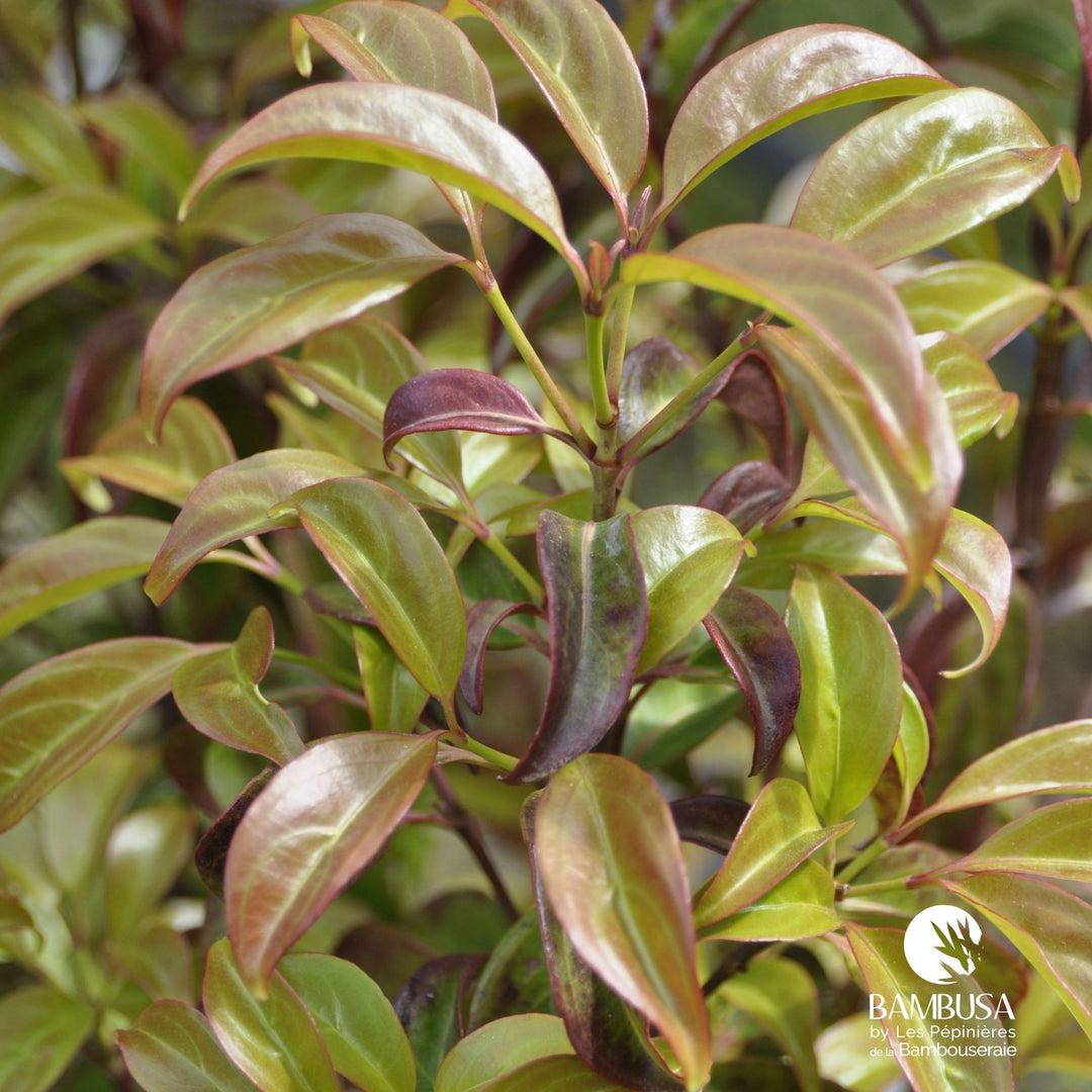 Cornus hongkongensis — pépinière Bambusa — photo 14
