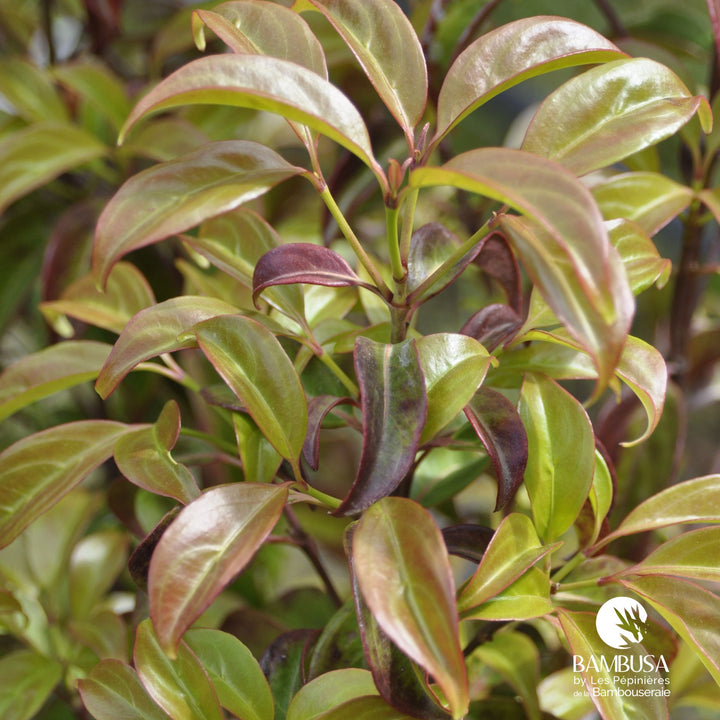 Cornus hongkongensis — pépinière Bambusa — photo 14