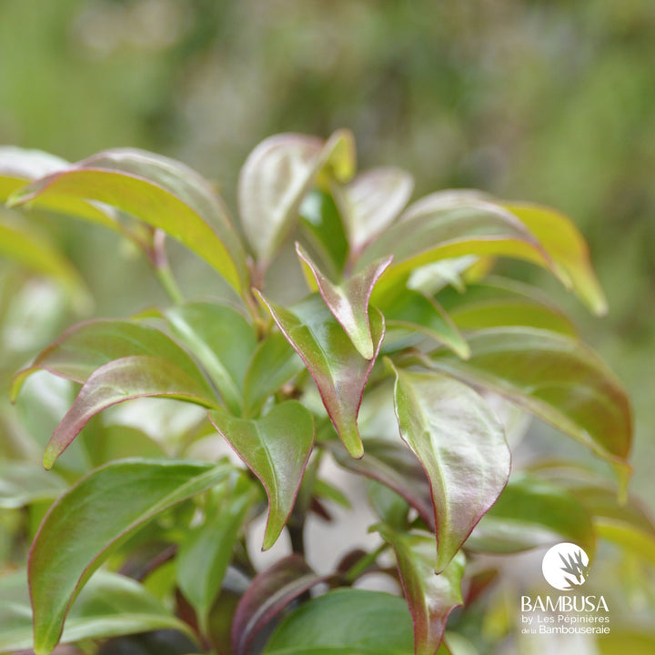 Cornus hongkongensis | Cornouiller de Hong Kong — photo 15