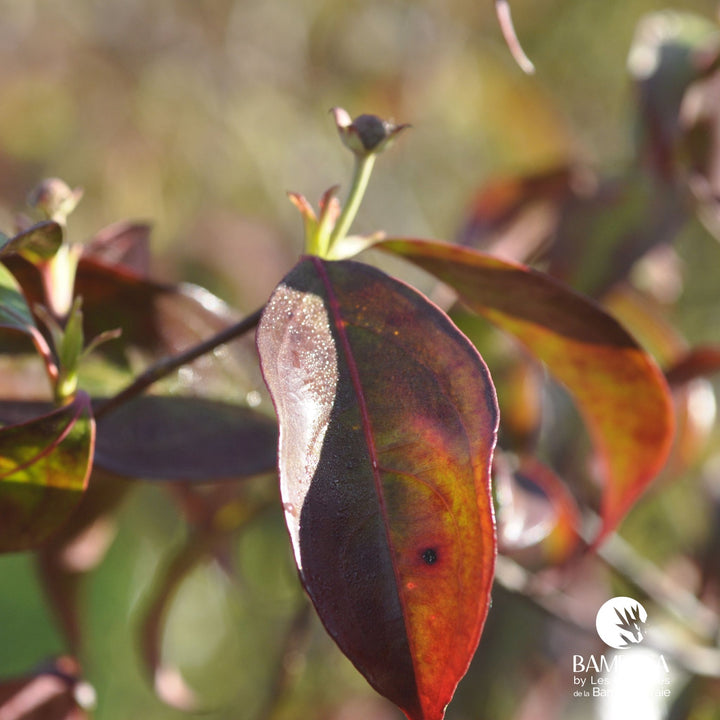 Cornus hongkongensis — rustique jusqu&