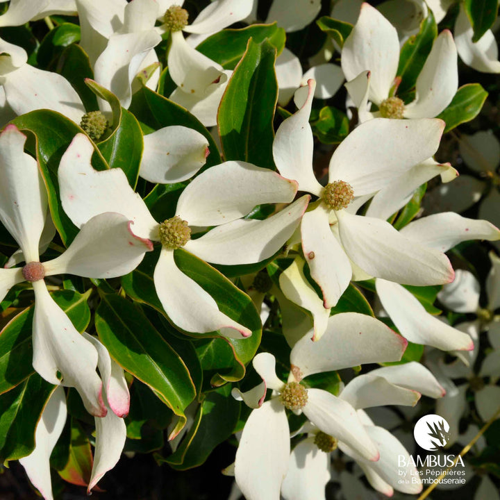 Cornus hongkongensis | Cornouiller de Hong Kong