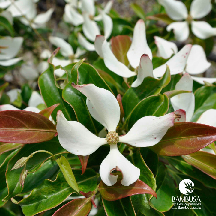 Cornus hongkongensis — pépinière Bambusa — photo 21