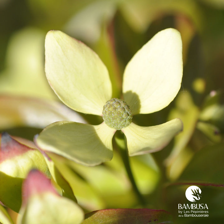 Cornus hongkongensis | Cornouiller de Hong Kong — photo 22