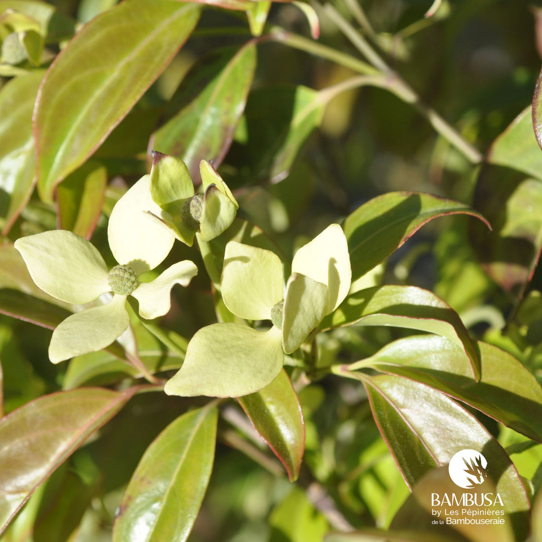 Cornus hongkongensis — hauteur adulte : 2,5 à 5 m — photo 23
