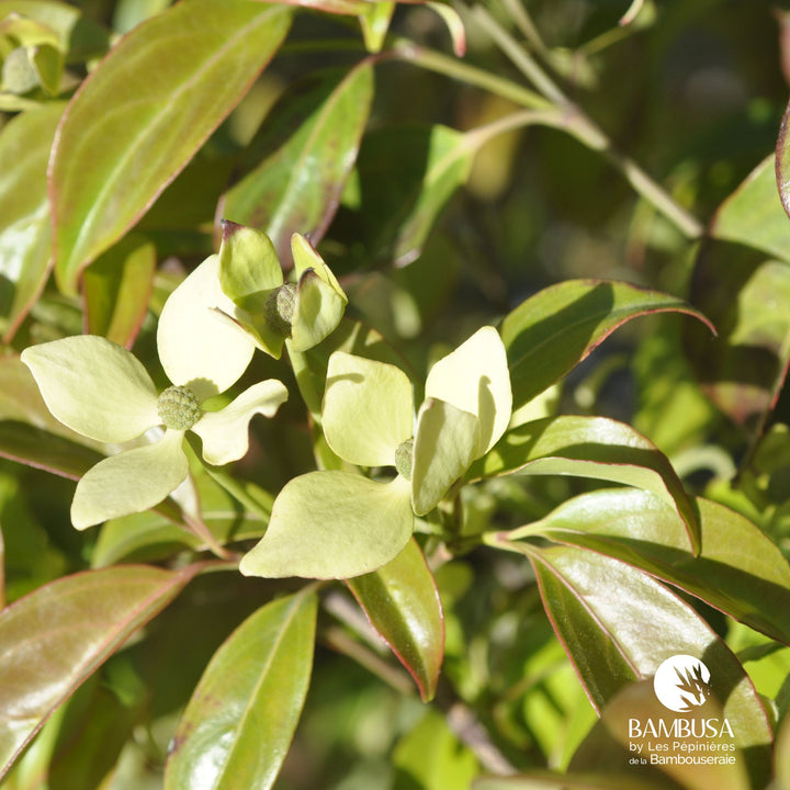 Cornus hongkongensis — hauteur adulte : 2,5 à 5 m — photo 23