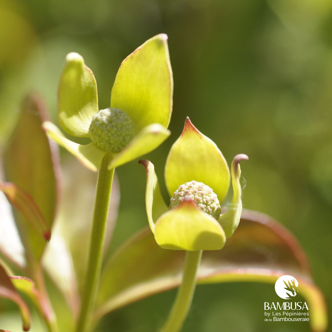 Cornus hongkongensis — rustique jusqu&