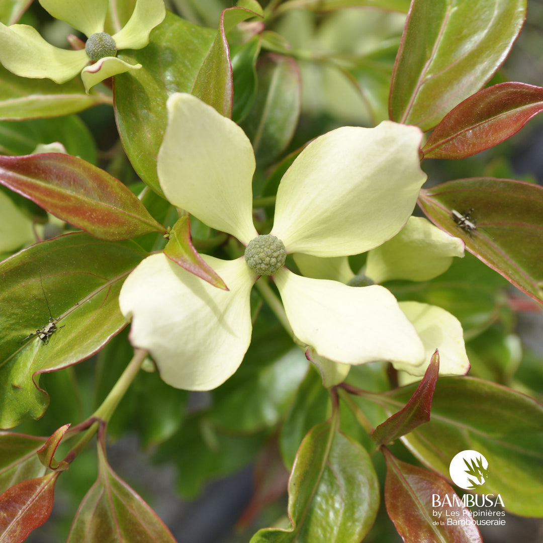 Cornus hongkongensis — pépinière Bambusa — photo 28