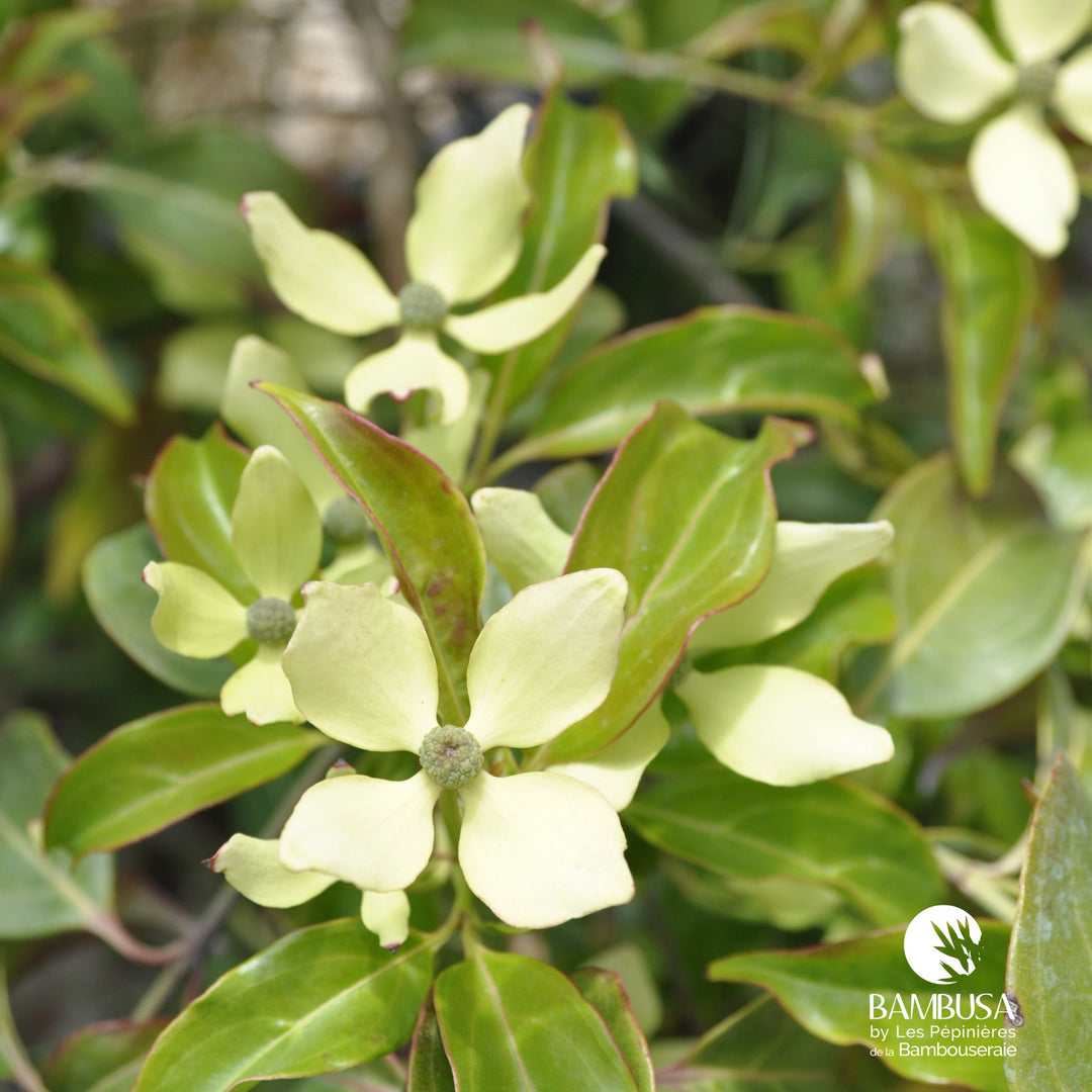 Cornus hongkongensis | Cornouiller de Hong Kong — photo 29