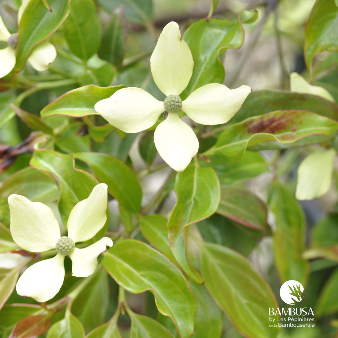 Cornus hongkongensis — hauteur adulte : 2,5 à 5 m — photo 30