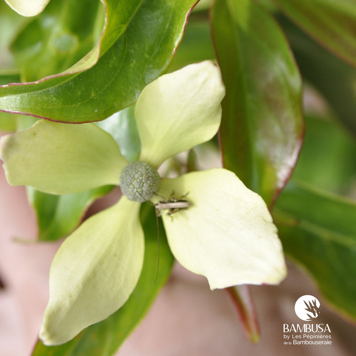 Cornus hongkongensis — rustique jusqu&