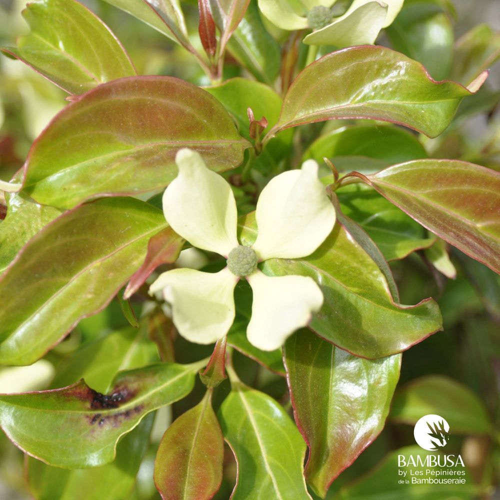Cornus hongkongensis — hauteur adulte : 2,5 à 5 m