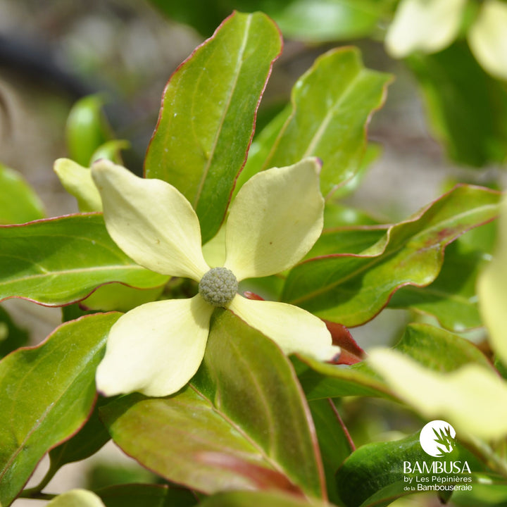 Cornus hongkongensis — pépinière Bambusa