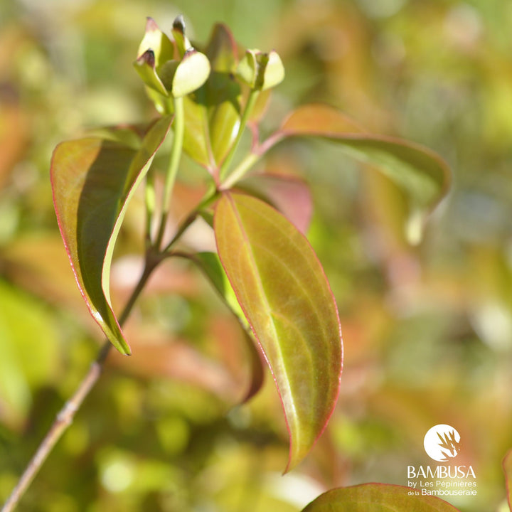 Cornus hongkongensis | Cornouiller de Hong Kong — photo 8