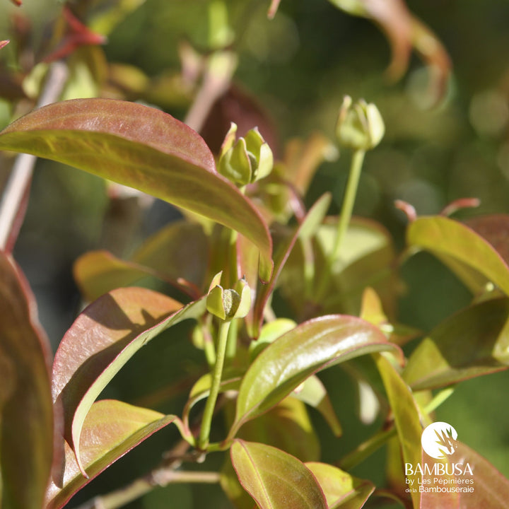 Cornus hongkongensis — hauteur adulte : 2,5 à 5 m — photo 9