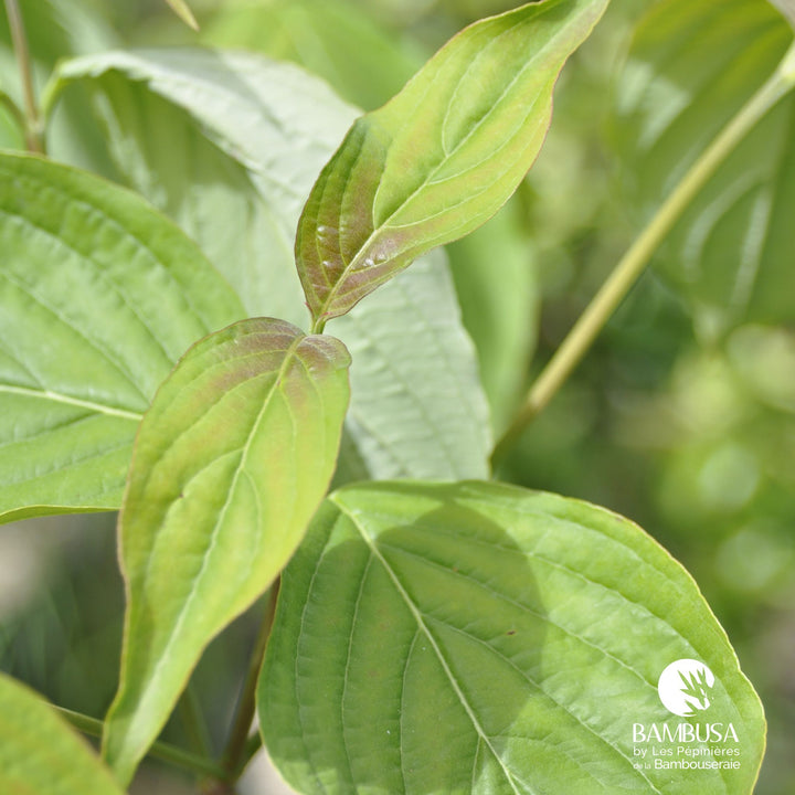 Cornus hongkongensis — rustique jusqu&