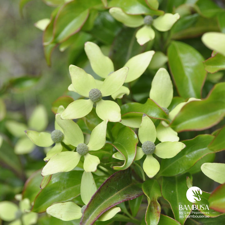Cornus hongkongensis — rustique jusqu&