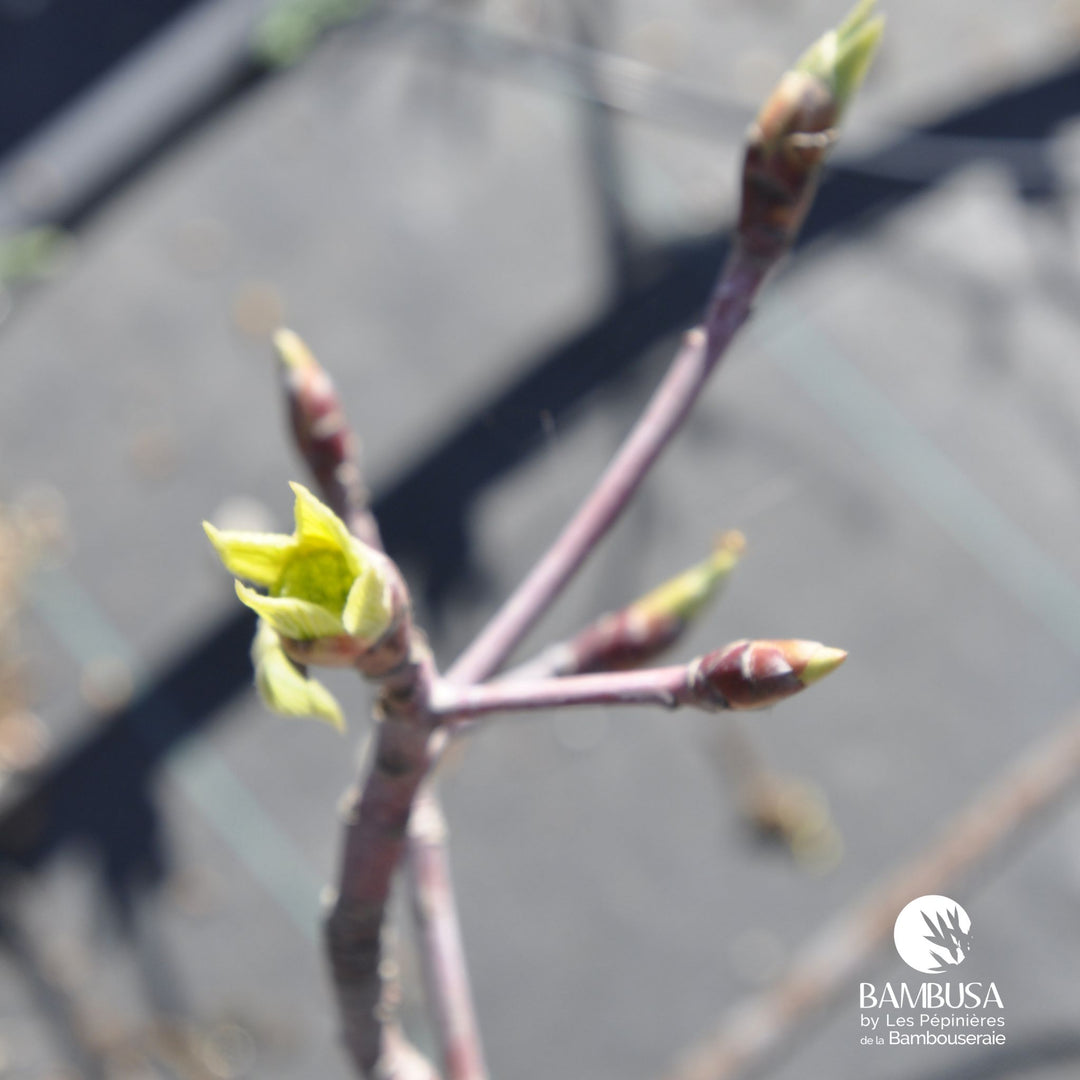 Cornus controversa &