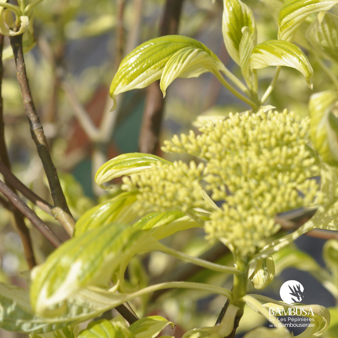 Cornus controversa &