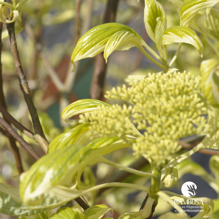 Cornus controversa &