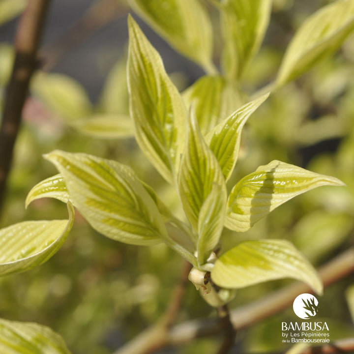 Cornus controversa &