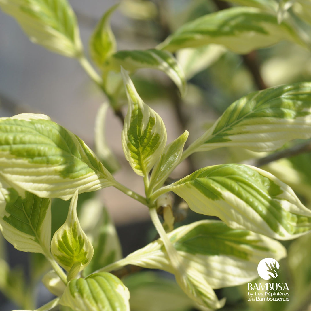 Cornus controversa &