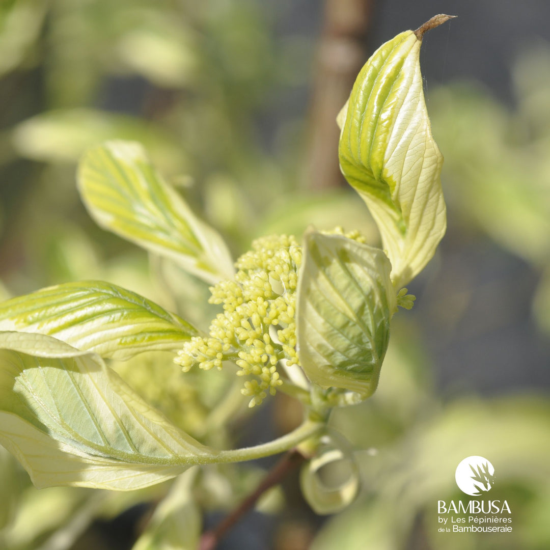 Cornus controversa &