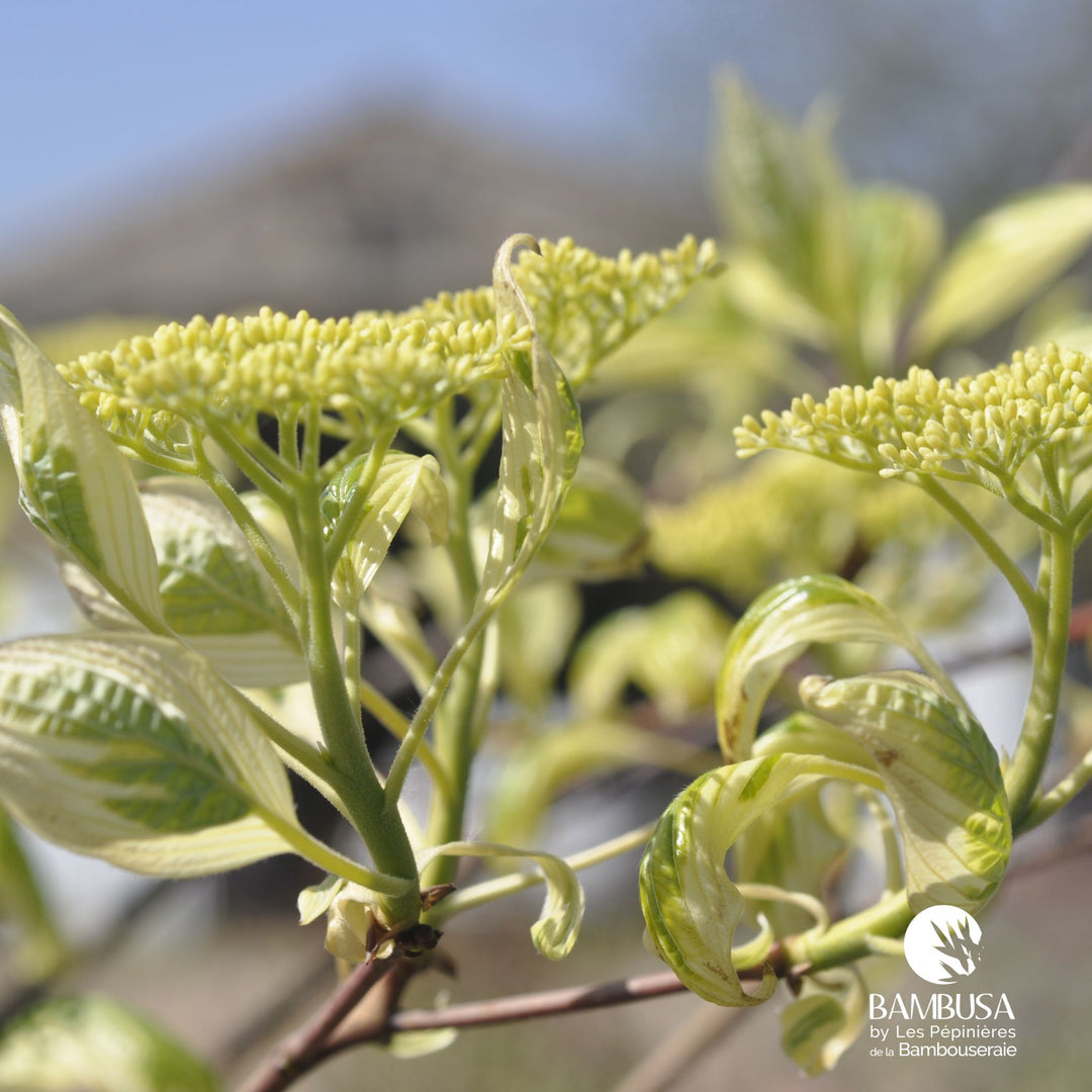 Cornus controversa &