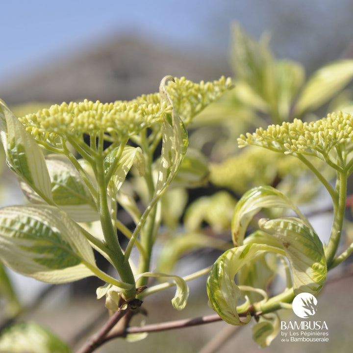 Cornus controversa &
