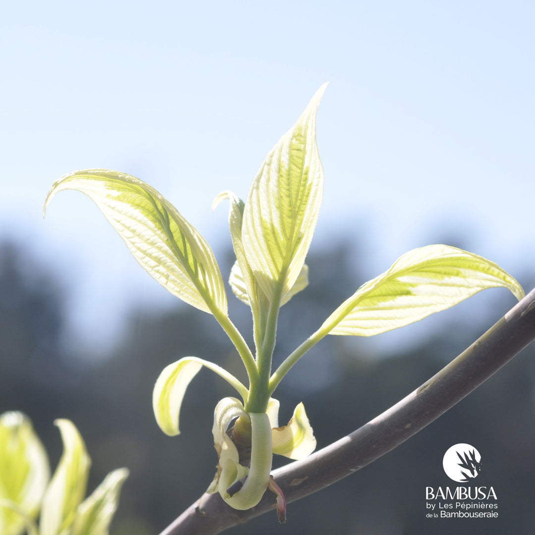 Cornus controversa &