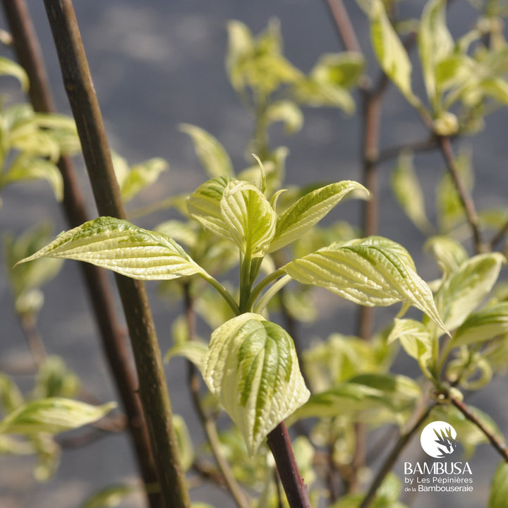 Cornus controversa &