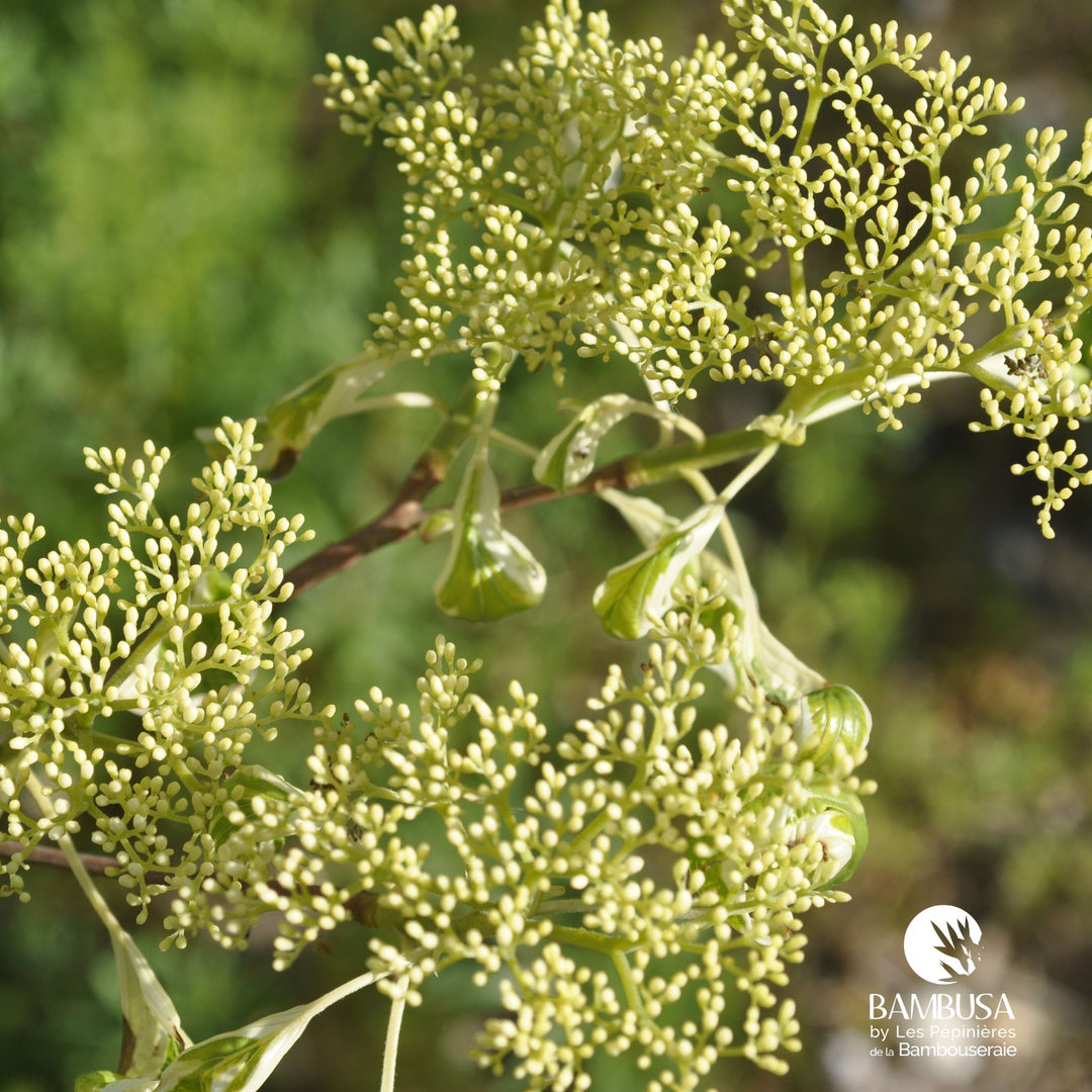 Cornus controversa &