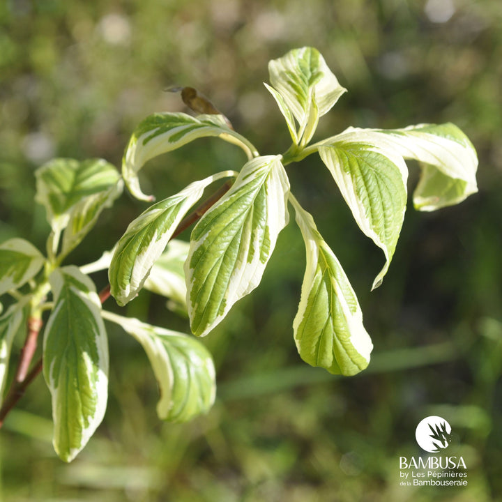 Cornus controversa &