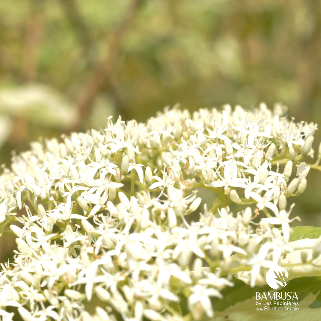 Cornus controversa &